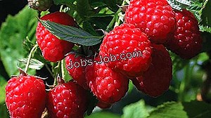 Cum Să Obțineți Licența Dvs. Pirotehnică | Cariere și muncă - 2026