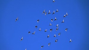 Birds, Fly, Sky. Free Stock Video