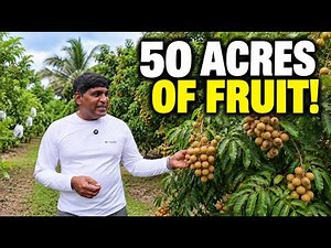How a 50-Acre Tropical Fruit Farm Makes Money in Florida