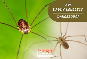 Are Daddy Longlegs Dangerous? | Information and Facts - Pest Samurai