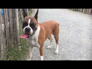 里親募集です。ボクサー犬の「ラン」ちゃん 静岡県浜松市のブリーダー