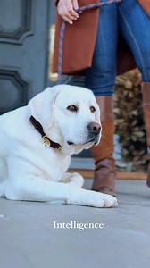 . Stately✨ The English Labrador . #whitelab #englishlabrador #englishlab #labradorretriever #whiteenglishlab #lablife #worldoflabs #labradors #retriever #labbreeder #the #finest #love #regal | Hickory Bluff Labradors LLC