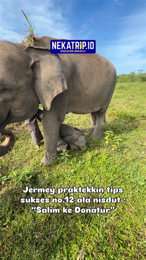 Nekatrip.id on Instagram: "Tips sukses nisdut ke jedut ada banyak, nahh nomer 12 ini yaitu “Salim ke Donatur”. Nih lagi dipraktekkin langsung 🐘 Jadi nisdut ajarin jedut buat salim kalo ketemu onty onty donatur dari Nekatrip. Nah, udah deh.. buah akan mengalir.. 🍌🍉🍈🥥🎋🥕 Mau ikut ke Way Kambas? Open Trip Way Kambas “Exclusive” hanya dengan Nekatrip.id Meepo: Jakarta - Bandung - Lampung - Palembang - Cirebon - Tasikmalaya - Semarang - Yogyakarta - Surabaya Info booking nekatrip : DM @shintame