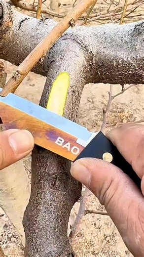 A master craftsman will teach you how to graft tree branches step by step. #girdling #fruit #technique