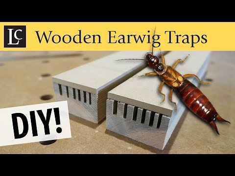 DIY Wooden Earwig Traps - Simple & Reusable