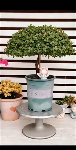 Golden Branches and Leaves Umbrella Shape Pruning #GoldenBranchesAndJadeLeafShaping #Handmade