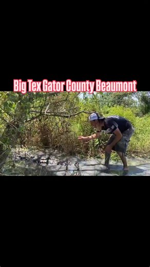 Everything really is bigger in Texas 🤠 Big Tex, the largest wild-caught alligator in the U.S., stretches an unbelievable 14 feet long and calls Gator Country home! Come see him daily in Beaumont, TX 🐊 Everything really is bigger in Texas 🤠 Big Tex, the largest wild-caught alligator in the U.S., stretches an unbelievable 14 feet long and calls Gator Country home! Come see him daily in Beaumont, TX 🐊 Everything really is bigger in Texas 🤠 Big Tex, the largest wild-caught alligator in the U.S.