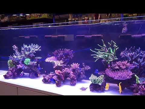 Illumagic X4 Lit Brilliant Cade 2100 Aquarium