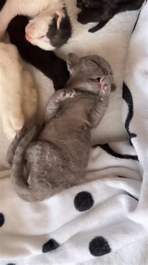 The growth fragments from mowu this time are out! Home Grown Devon Rex Cattery #DevonRex #DevonRexKitten #DevonRexForSale #DevonRexKittensForSale #DevonRexLovers #DevonRexCat #DevonRexLove #DevonRexKittenLove #DevonRexCatsForSale #DevonRexLife #DevonRexFamily #DevonRexKittensOfFacebook #KittensForSale #KittenLovers #PurebredKittens #DevonRexCattery #DevonRexObsessed #DevonRexWorld #DevonRexBeauty #DevonRexAddict | Home Grown Devon Rex Cattery