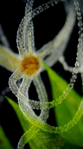 5.3K views · 15 reactions | Hydra is a genus of freshwater cnidarians...