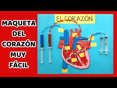 HOW TO MAKE A MODEL OF A HEART WITH MOTION