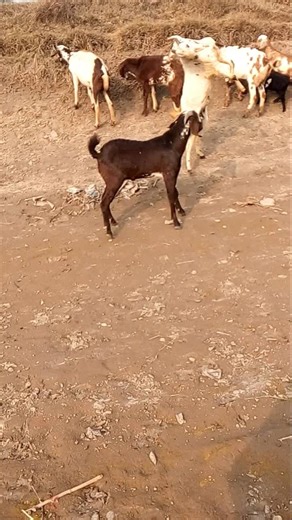 TWO MALE GOAT FIGHTING 🤣 STYLE AND SOUNDS #goat #shorts
