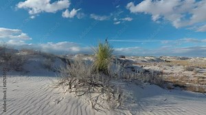 Soaptree Yucca in White Sands National Park Time-Lapse