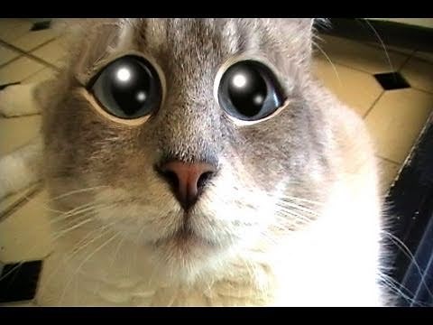 Scary Scary World - By Gibson