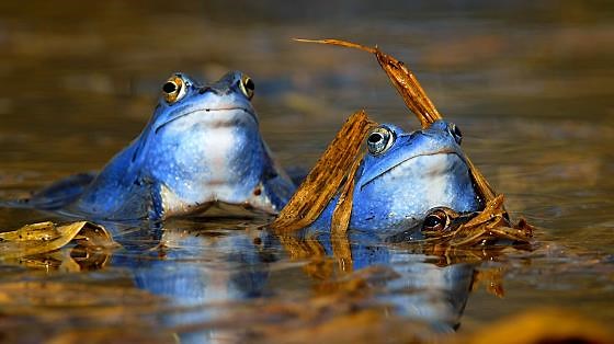 I tried to film a frog up close and got unexpectedly ignored