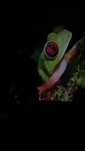 9.6K views · 91 reactions | Velec 4K Mini Projector Netflix Certification 450ANSI 1080P Android 11 Auto Focus | Accessories ভান্ডার | Facebook