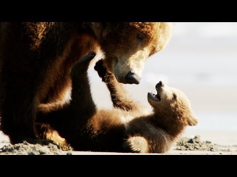 Bears Trailer 2014 Disney Movie - Official [HD]