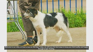 How to Properly Feed Your Aidi Dog: Tips for a Healthy and Happy Pet