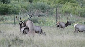 Elk mating | Wildlife throughhopeseyes.