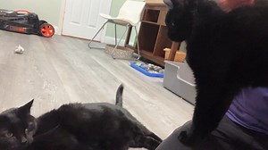 72 reactions · 26 shares | ‍⬛ Put FINNEGAN & PHOEBE on hold NOW and...