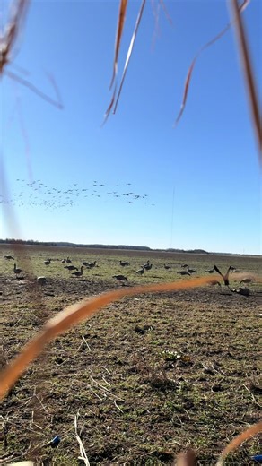 Tips for Duck and Goose Hunting in Calm Conditions