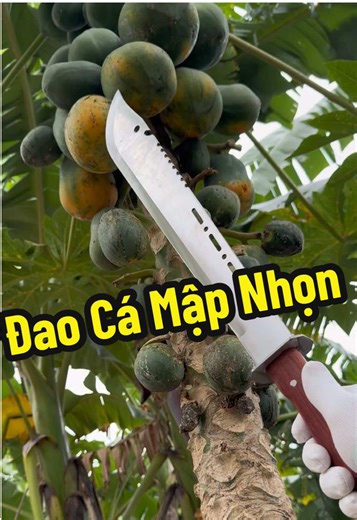 Đao Cá Mập: Hái Đu Đủ và Cuộc Sống Nghèo Khó