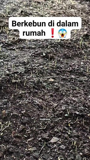 Pria ini berkebun di dalam rumah untuk sebuah karya seni. #fyp #videoviral #berkebun #penati #seni #art #trending | Akasa Cube