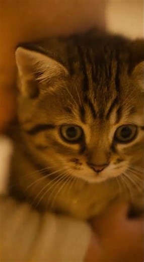 “Baby’s First Hug… Cat’s Biggest Shock 😭💛🐾”