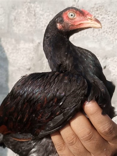 Home breed... #akaseel #aseellovers #aseelmurgalover #lasaniaseel #foryou