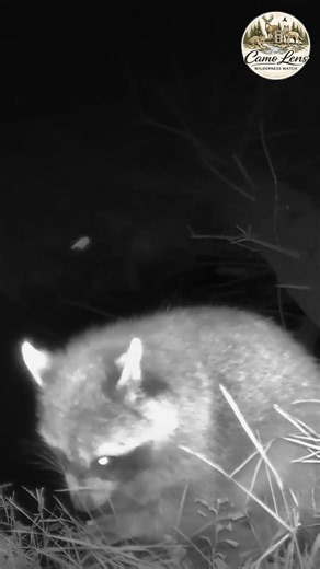 Can You Tell What This Raccoon Is Eating?