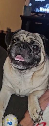 #funny puggers quit #film