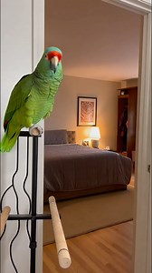 Parrot Enjoys the Party 🦜🎉 This parrot joins the fun and enjoys every moment of the party 😄 Dancing, chatting, and full of hilarious energy! 🦜😂 #TalkingParrot #ParrotAtParty #FunnyBird | Heaven on Earth