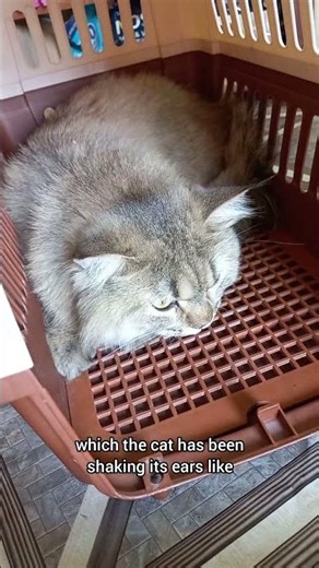 ear mites in cats|ear twitching in cat|allergy in cats