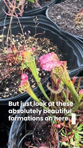 Beautiful baby pitcher plants!