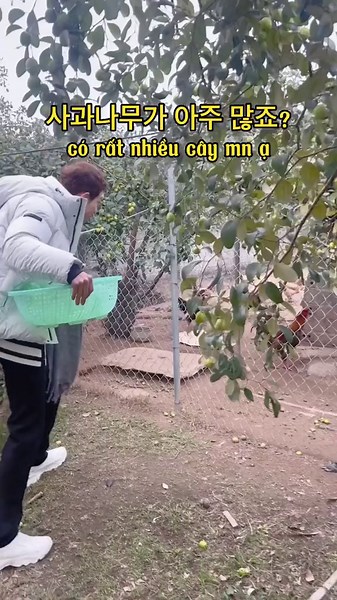 Robin chuẩn bị đổi nghề sang bán táo tại Việt Nam #vietnam #hanquoc #tiengviet #tienghan #korean