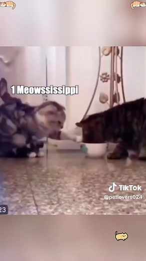 Funny voice over by cats #funnyvideo #funnymoments #pet #cat #catsoftiktok #funnycat #catlover #talkingcat #for #USA #usa_tiktok #usa🇺🇸 #voiceover #catvoiceover #fory #funnykitten