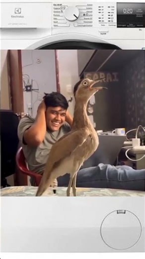 this bird is so funny, looks like a washing machine 🤣