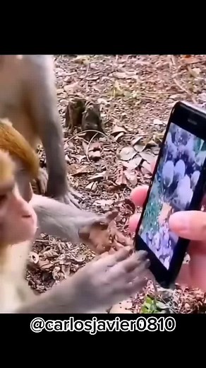 Monkeys Curiously Interacting with Smartphone