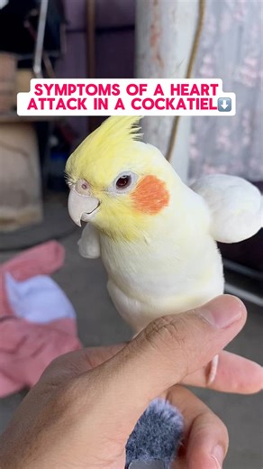 46K views · 526 reactions | Symptoms of a Heart Attack in a Cockatiel. #petcare #cockatiellover #cockatieltips #cockatiellover | Esperedion Rada | Facebook