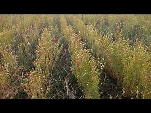 Flax seed||farming....