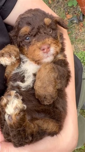 Puppies Downunder | Say hello to this gorgeous boy 💙 A beautiful F1B Mini Aussiedoodle bred from our lovely Abby & Chief, with the perfect mix of intelligence,... | Instagram