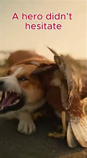 HEROIC DOG Saves Chicks from Hawk Attack!