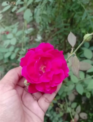 Nice rose 🌹#shortvideo ‪@PriyaSingh-qh5kx‬