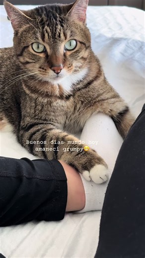 Buenos días Mundo #monkey #mascot #gatitostiktok #gatitostiktok #catmom