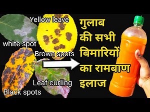 How to Cure Rose plant Diseases. How to Save Dying Rose plant.Cure Fungus & Black spots on Roses.