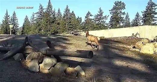 Wildlife crossing at Snoqualmie Pass records first elk of 2026