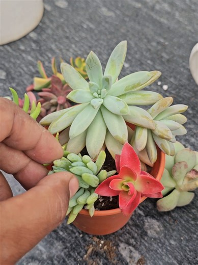 Beautiful Succulent Arrangement Ideas for Home Decor