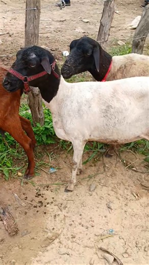 There are goats, rams, and sheep 🐑 at the livestock fair in São Benedito, Ceará.