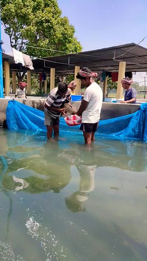 Delicious Fish Bread Recipes to Try