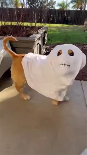 Ghost Dog Prank Scares Big Dog 😂👻🐕#shorts #funnydog #dogprank #viralshorts